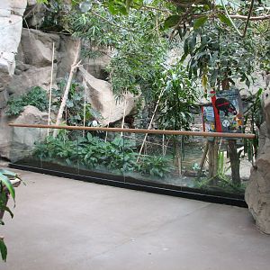 Tropical Forest Pygmy Hippopotamus Exhibit
