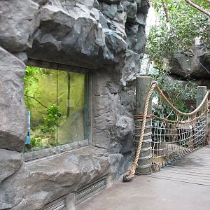 Tropical Forest Interior