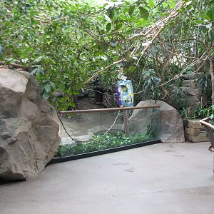 Tropical Forest Capybara Exhibit
