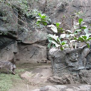 Tropical Forest Warthog Exhibit