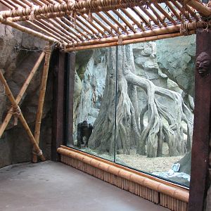 Tropical Forest Gorilla Exhibit