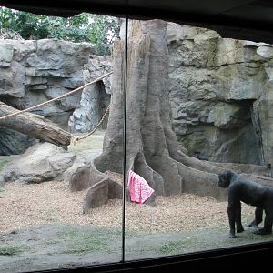 Tropical Forest Gorilla Exhibit