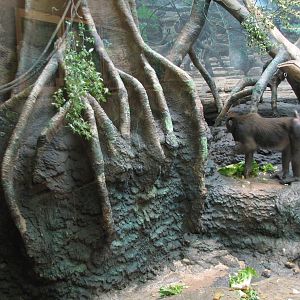 Tropical Forest Mandrill Exhibit