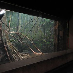 Tropical Forest Hornbill Exhibit