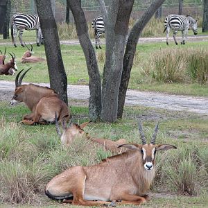 Arusha Savanna - Roan Antelope, Bontebok, and Grants Zebra