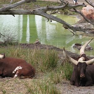 Sunset Savanna - Ankole Cattle
