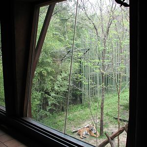 Endangered Tiger Habitat