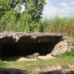 Edge of Africa Rotating Lion or Hyena Exhibit