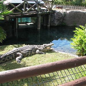 Edge of Africa Crocodile Exhibit