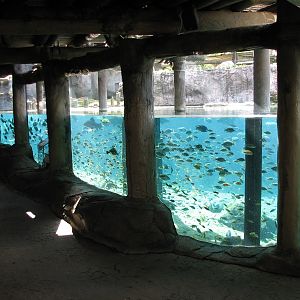 Edge of Africa Hippopotamus Exhibit