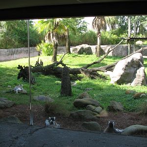 Edge of Africa Lemur Exhibit