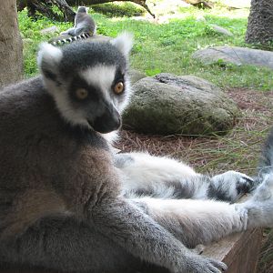 Edge of Africa Lemur Exhibit