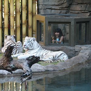 Jungala Tiger Exhibit