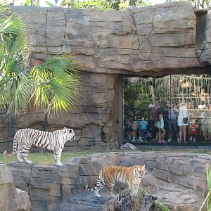 Jungala Tiger Exhibit