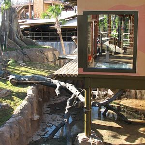 Jungala Orangutan Exhibit