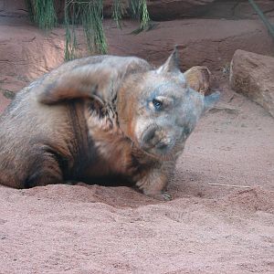 Wombat