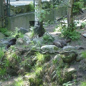 Otters