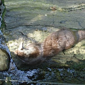 Otter eating