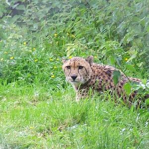 Male Southern Cheetah