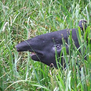 Malayan Tapir
