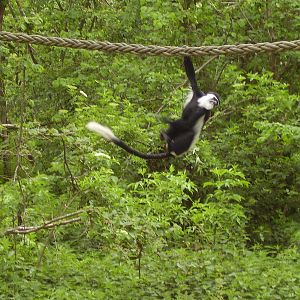 Colobus Monkey