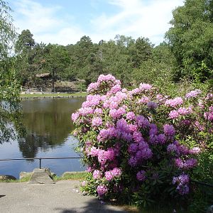 Pond near entrance with flowers