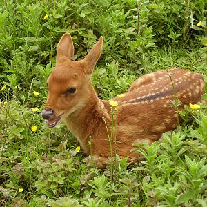 Baby Deer