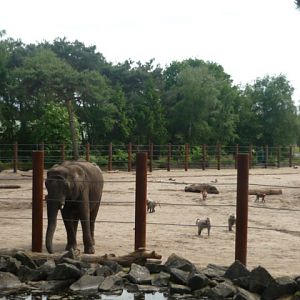 African Bush Elephant and Hamadyras Baboon Exhibit 1
