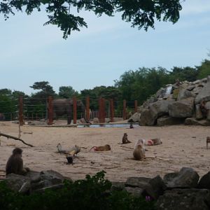 African Bush Elephant and Hamadyras Baboon Exhibit 2