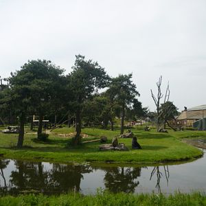 Gorilla Outdoor Enclosure