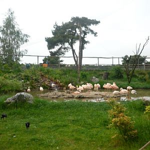 Flamingo Aviary