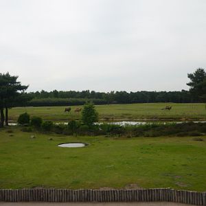 Asian Steppe Exhibit