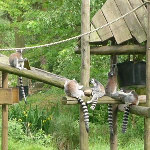 Lemur Island 2