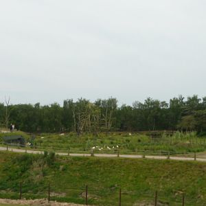 Chimp/flamingo/cheetah enclosures