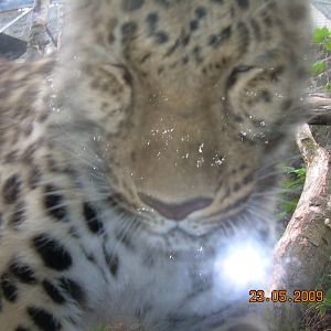 Skodge the Amur Leopard provides extreme close up