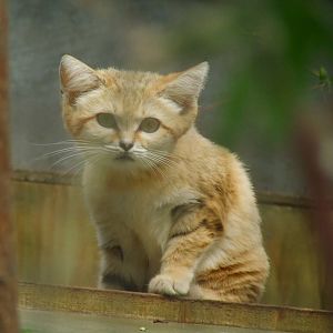 Female Arabian Sand Cat, Rare Species Conservation Centre, Sandwich