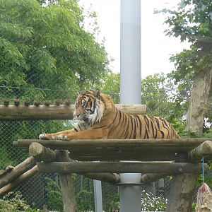 Sumatran tiger