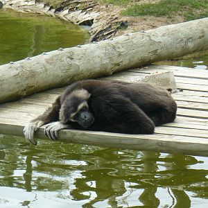 Sleeping Gibbon