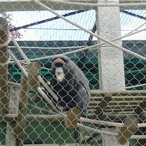 Monkey ? (de Brazza ?)