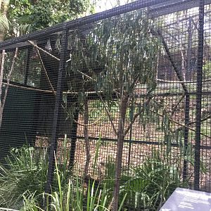Grey Headed Flying Fox Enclosure