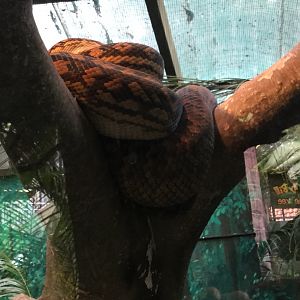 Scrub Python