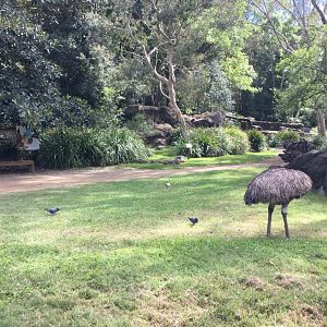 Swamp Wallaby and Emu Enclosure