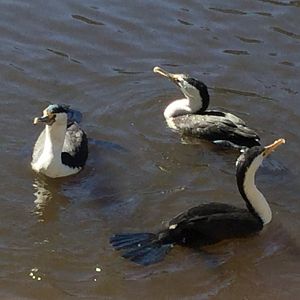 Pied Cormorants