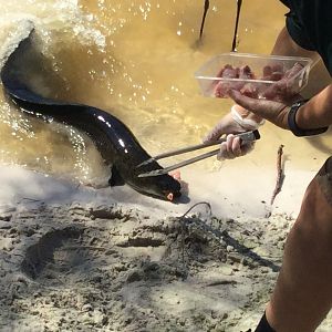 Australian Short Finned Eel
