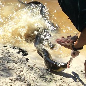 Australian Short Finned Eel