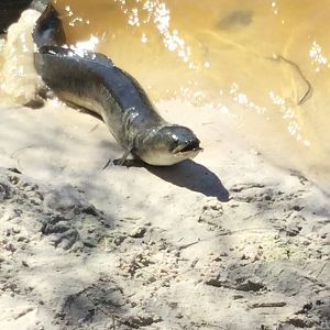 Australian Short Finned Eel