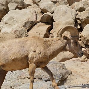 Bighorn Sheep