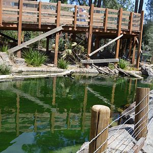 Australian Waterfowl Exhibit