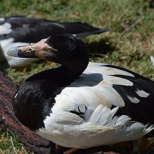 Magpie Goose