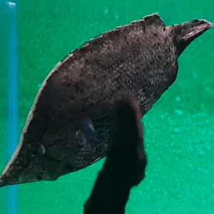 Amazon leaffish - Monocirrhus polyacanthus